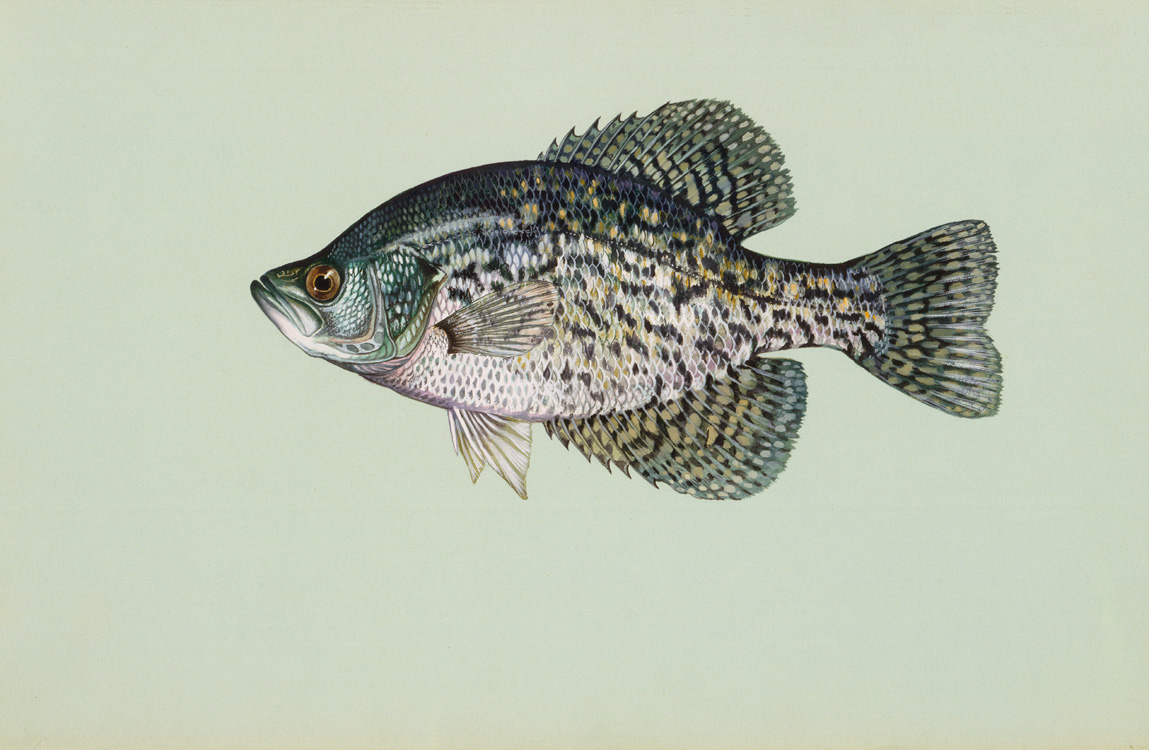 Calico Bass(Black Crappie) Source: Raver, Duane. http://images.fws.gov. U.S. Fish and Wildlife Service.