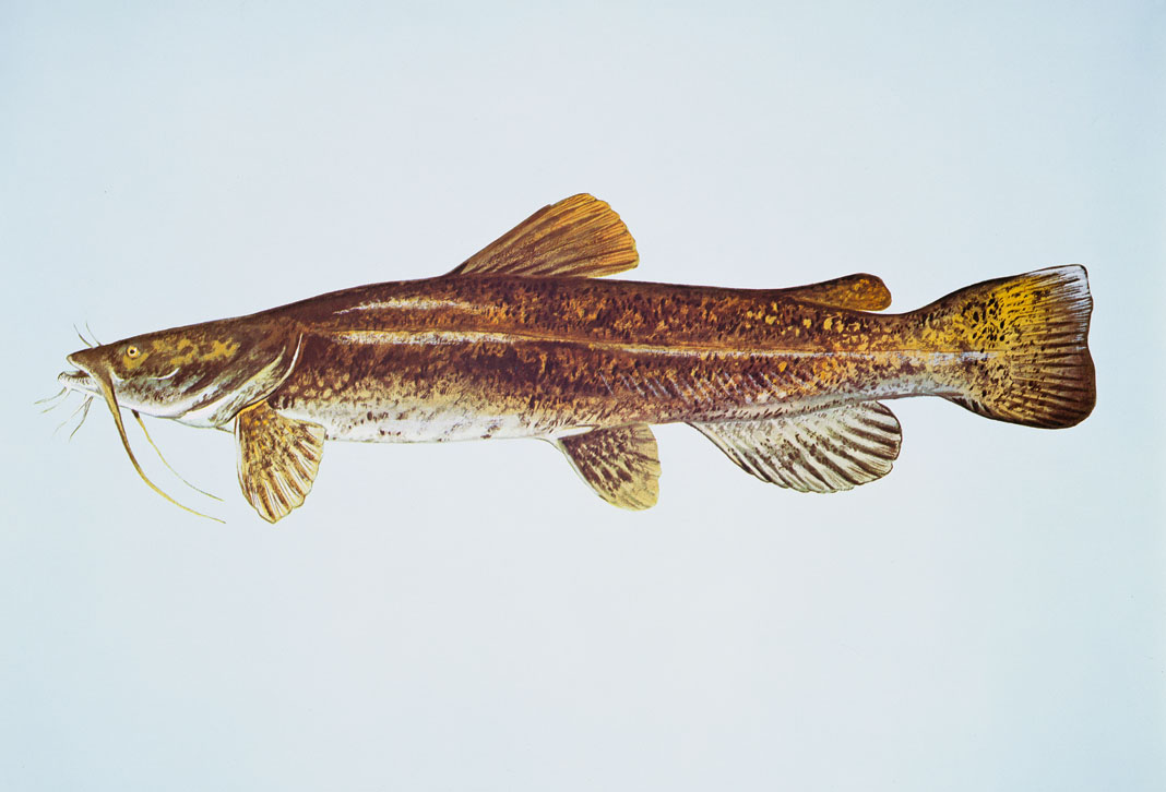 Flathead Catfish Source: Raver, Duane. http://images.fws.gov. U.S. Fish and Wildlife Service.