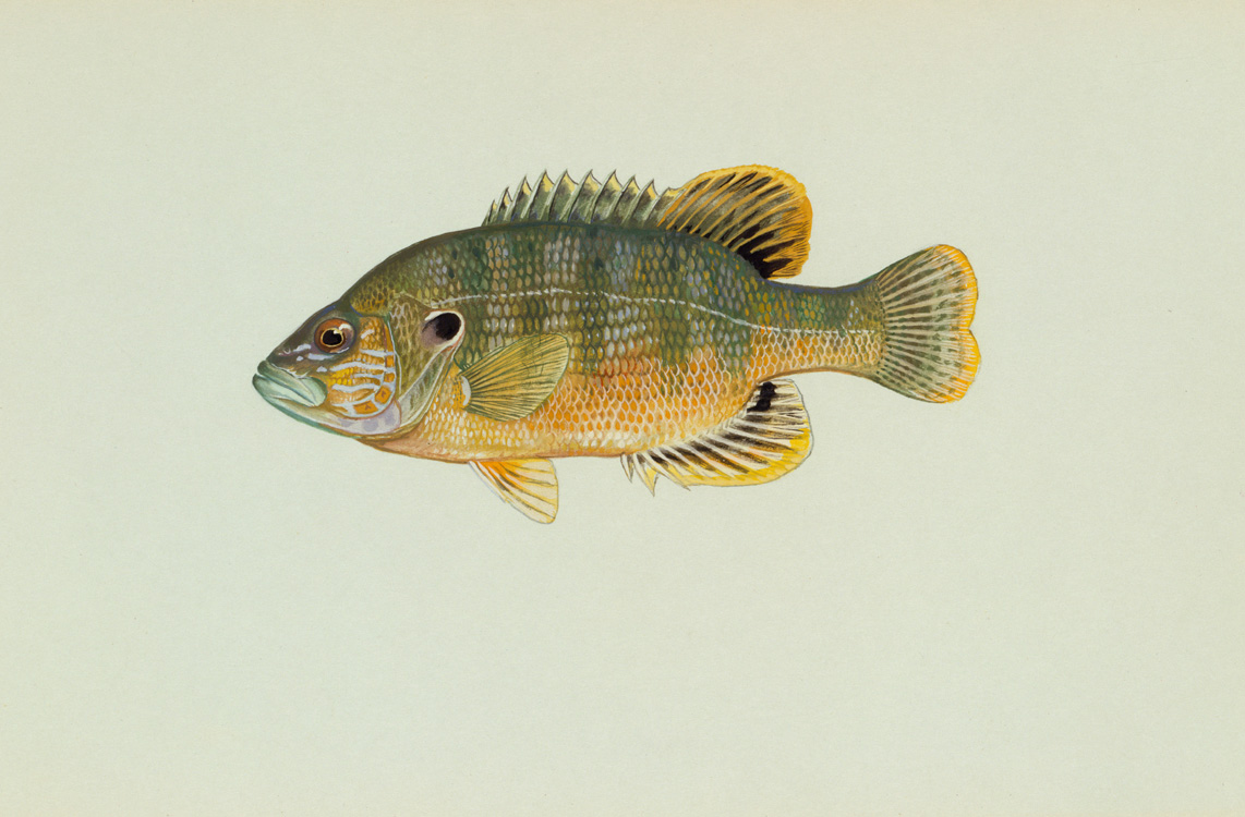 Green Sunfish