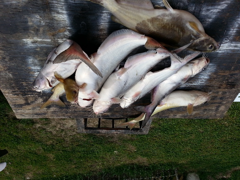 A few blue a few yellows 