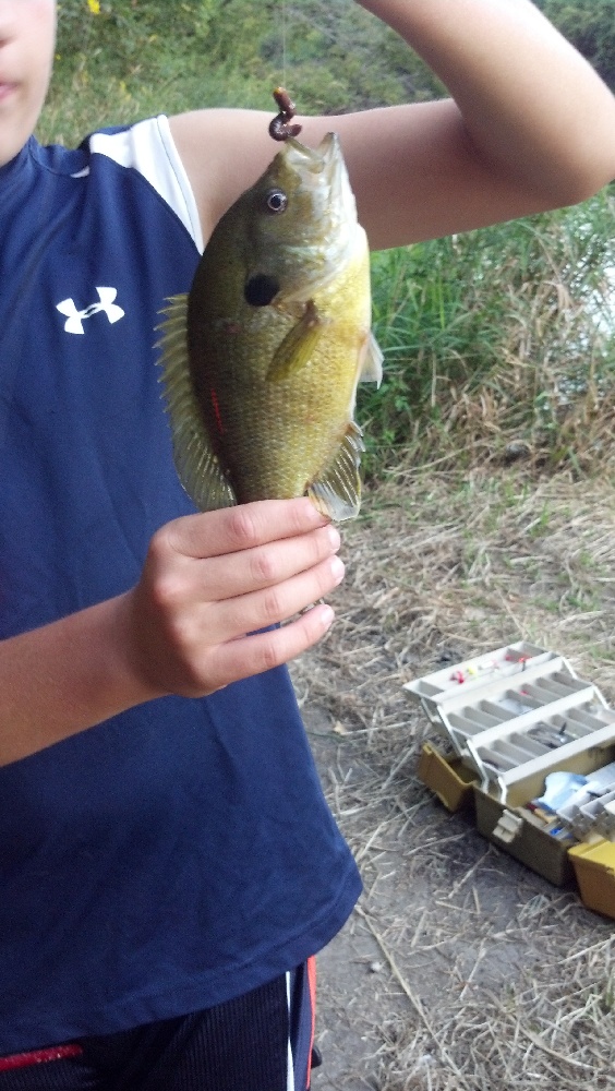 Bluegill and Bass?