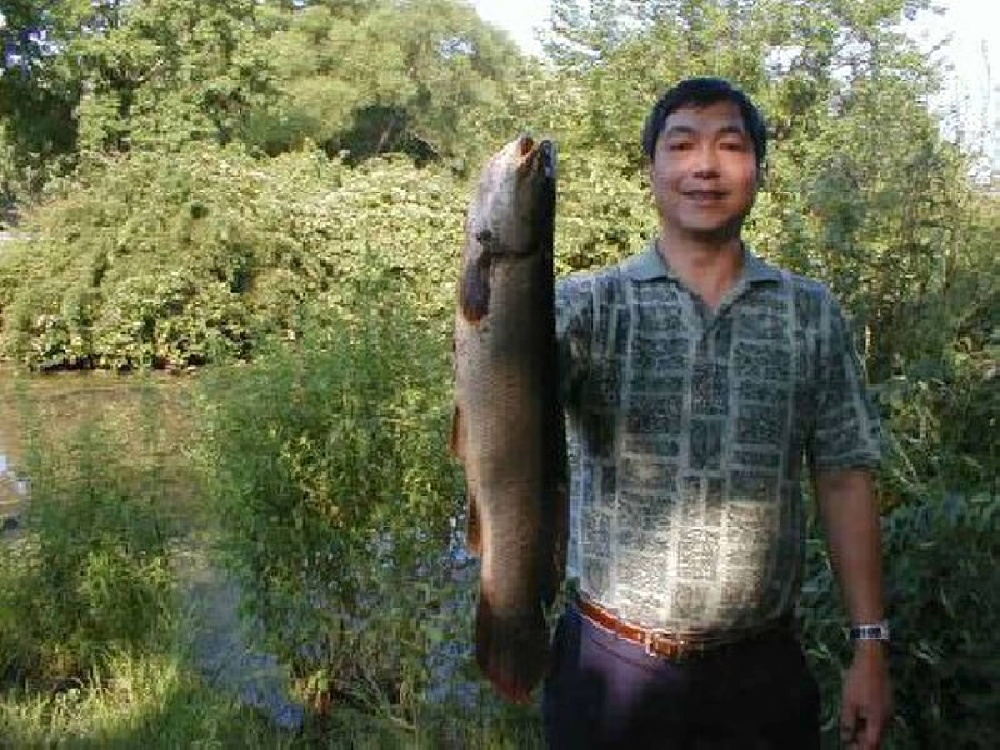 bowfin