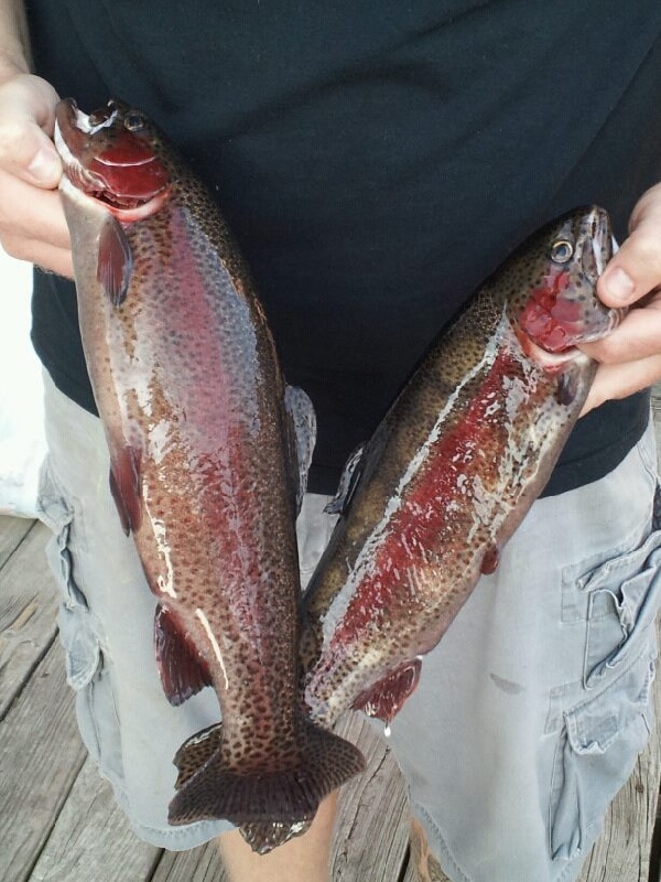 Native trout